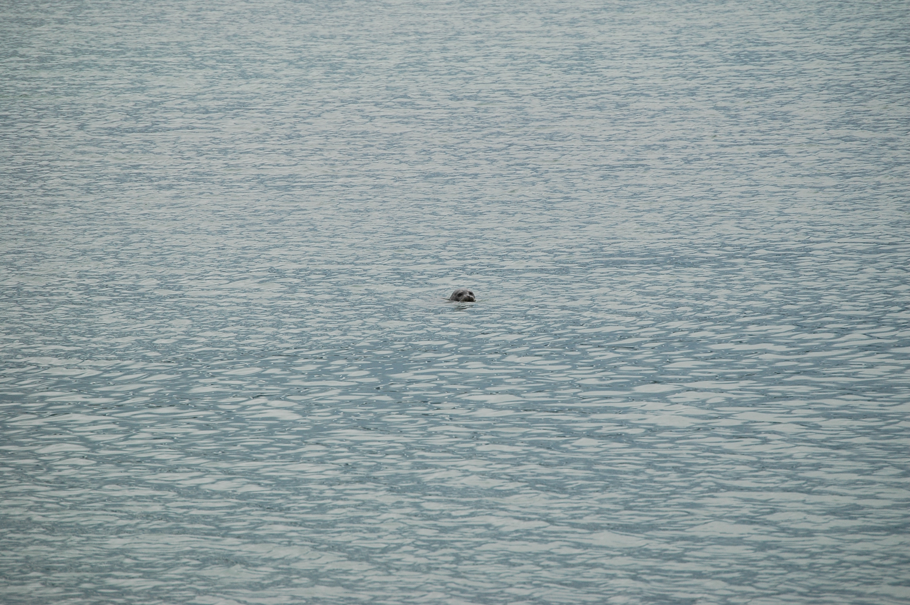 photos/wildlife/Mammal_Species/Common_Seal/Canada 2007 681.jpg